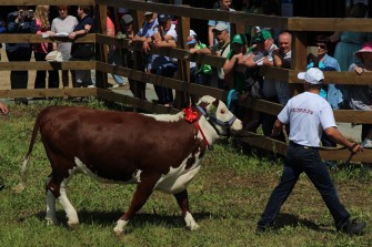 В АПК «Колос» в течение шести месяцев 2018 года поголовье мясного скота возросло на 14 процентов