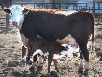 В компании «Колос» возросло поголовье мясного скота на 19%
