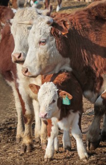 Компания «Колос» продолжает сотрудничество с Сахалином по поставкам скота