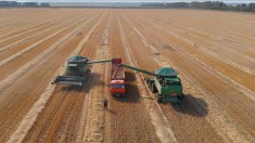 Компания «Колос» завершила уборку зерновых и зернобобовых